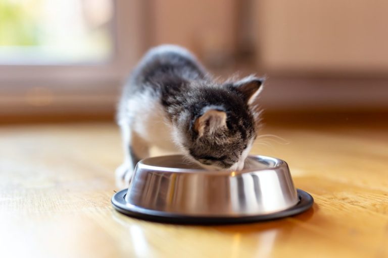 Quelle est la meilleure nourriture sèche pour chatons ?